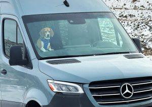 Beagle in Van