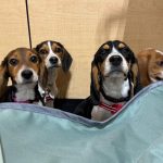 Rescued Beagles v1