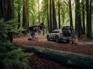 2026 Toyota Rav4 Woodland - in woods