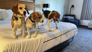 Operation Frodo 5-25 - 3 Beagles on a Bed