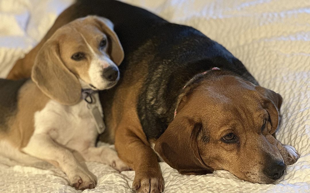 Operation Frodo: How a Group of Autowriters Helped Save Big Booty Judy and 13 Other Beagles