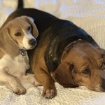 Operation Frodo 5-25 - Judy and Bella Wake Up in Laramie