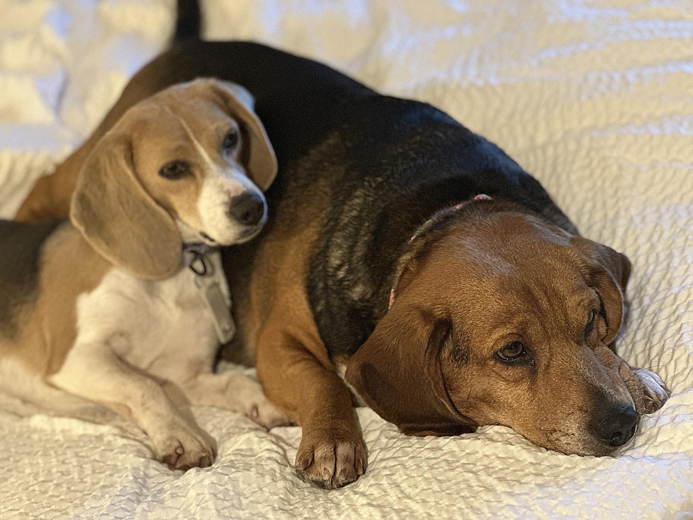 Operation Frodo 5-25 - Judy and Bella Wake Up in Laramie