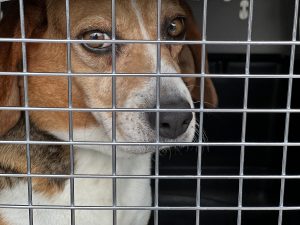 Operation Frodo 5-25 - Wary Beagle in Cage