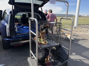 Dogs ready for loading at 2026 Frodo